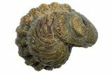 Wide Enrolled Morocops Trilobite - Morocco #296617-1